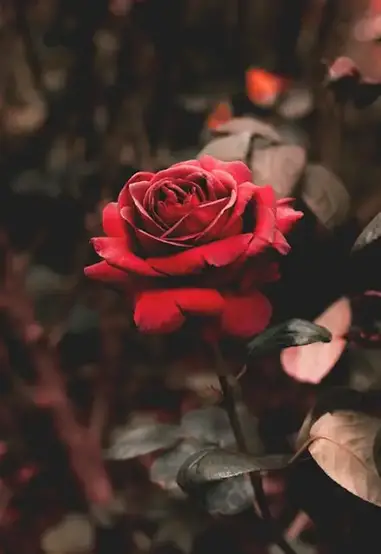 صور خلفيات ورود جميلة جدا موقع موسوعتى